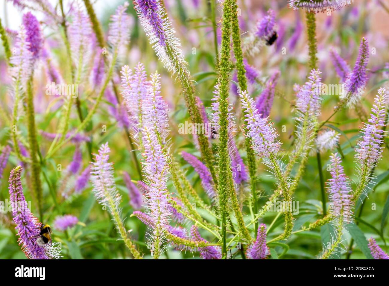 Primo piano di veronica longifolia pianta medicinale prato. Natura, ambiente. Orientamento orizzontale, messa a fuoco selettiva e morbida. Foto Stock