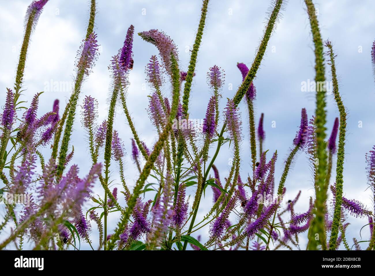 Primo piano di veronica longifolia pianta medicinale prato. Natura, ambiente. Orientamento orizzontale, messa a fuoco selettiva e morbida. Foto Stock