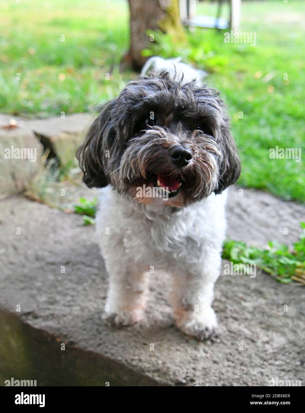 Cute cane in giardino Foto Stock