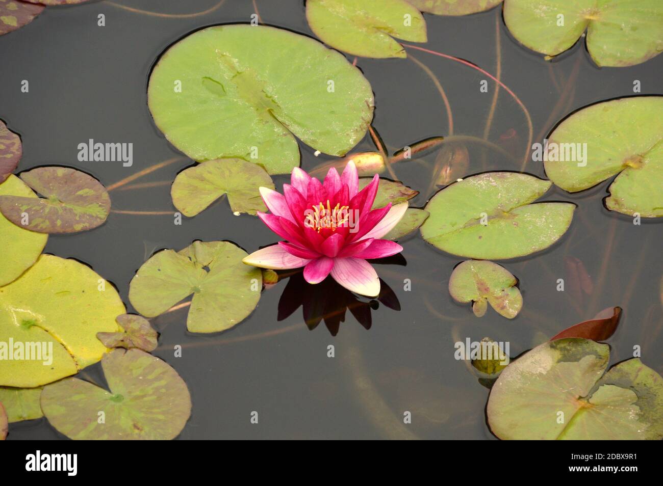 Giglio d'acqua rosa brillante con foglie in stagno. Estremo Oriente russo. Foto Stock