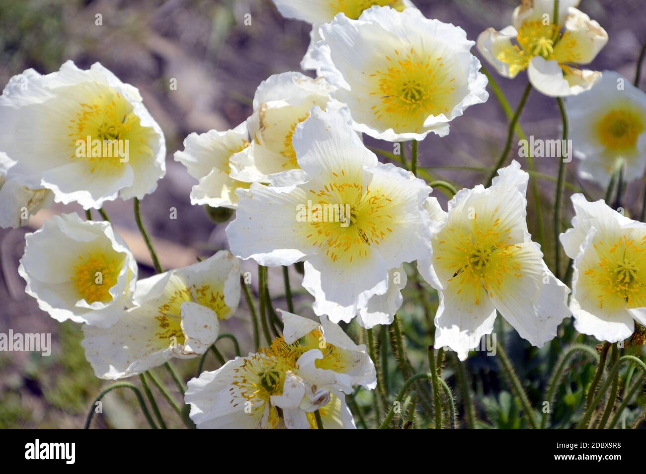 Arctomecon merriami fiore di papavero bianco che cresce sulla riva rocciosa del mare di ​​Japan. Simbolo dell'Estremo Oriente, Russia Foto Stock