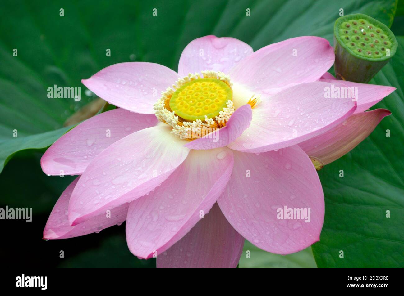 Loto con gocce d'acqua sui petali, nell'Estremo Oriente della Russia. Foto Stock