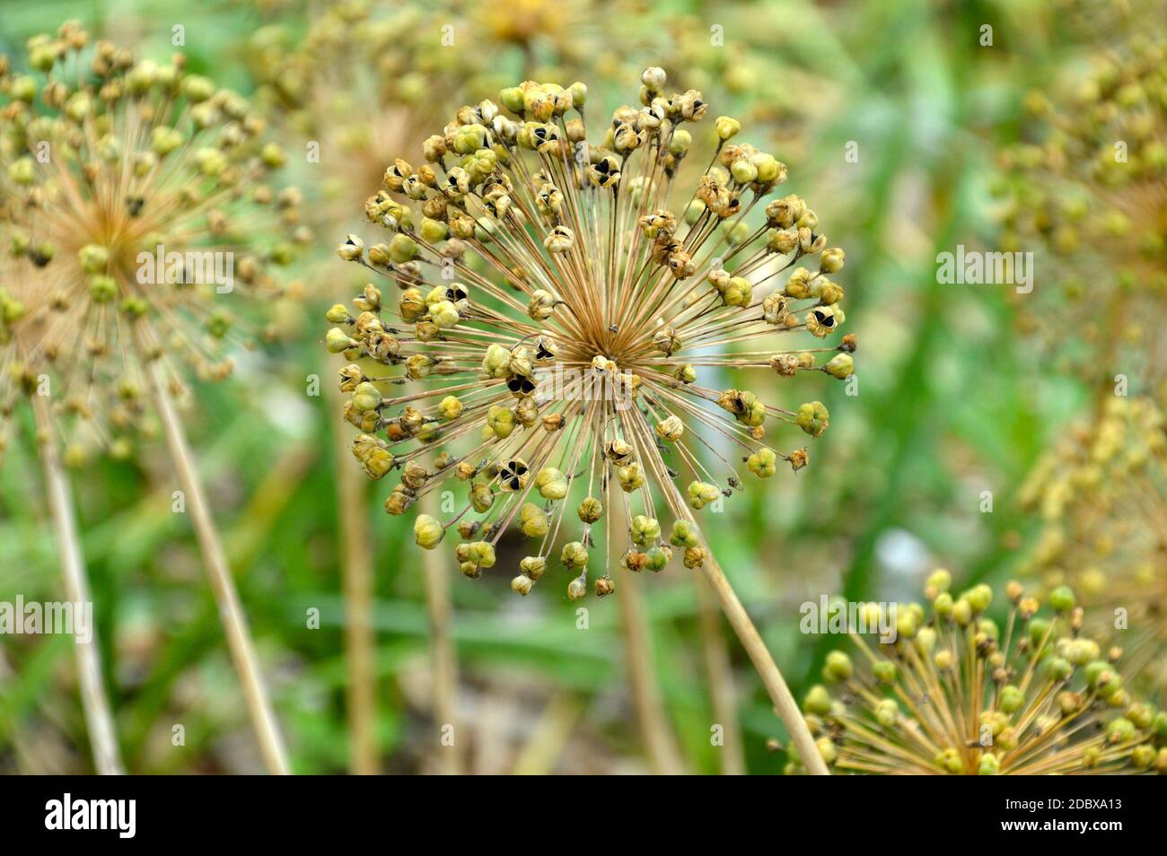 Fiore di Allium selvatico con semi su sfondo verde Foto Stock
