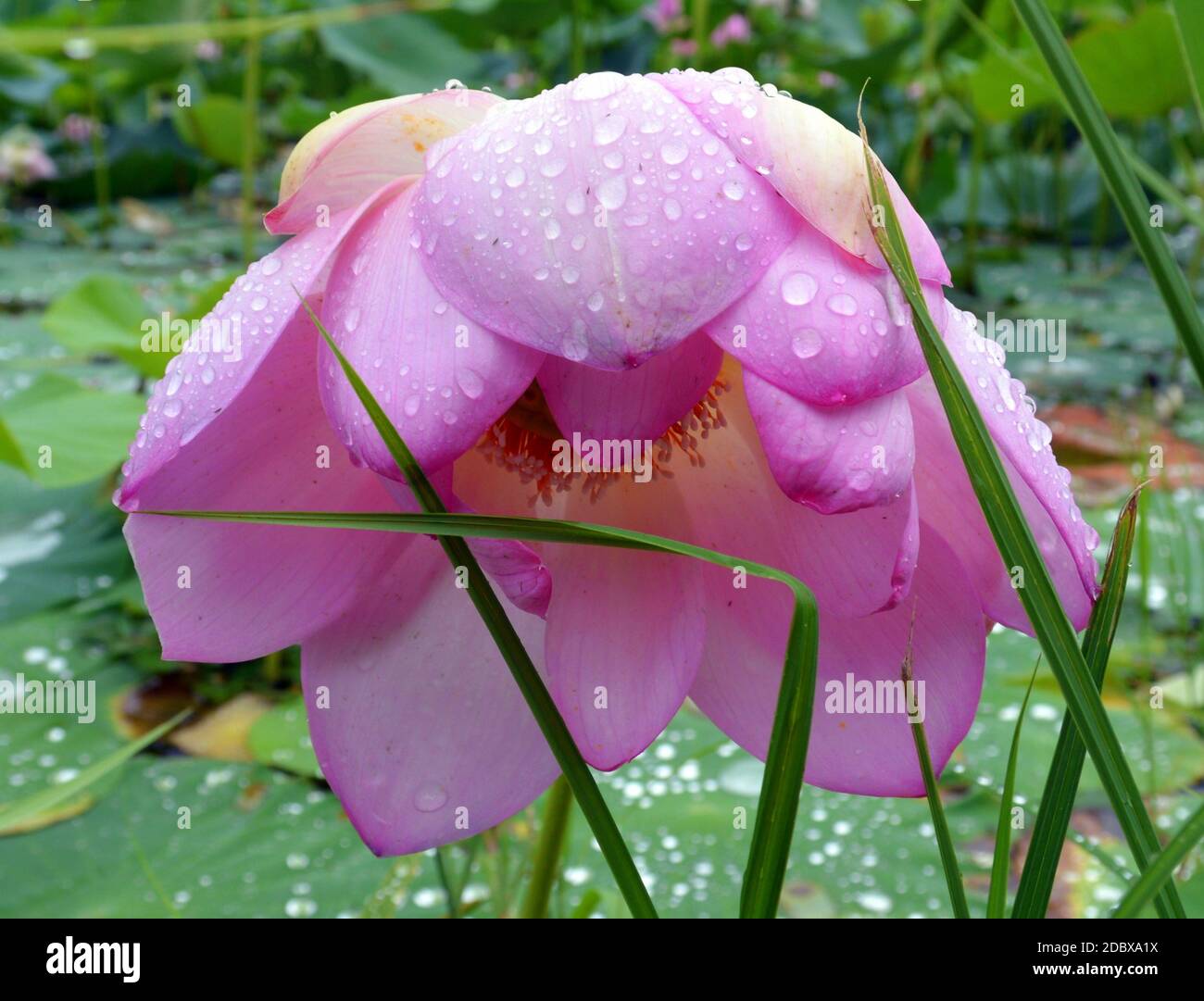 Loto con gocce d'acqua sui petali, nell'Estremo Oriente della Russia. Foto Stock