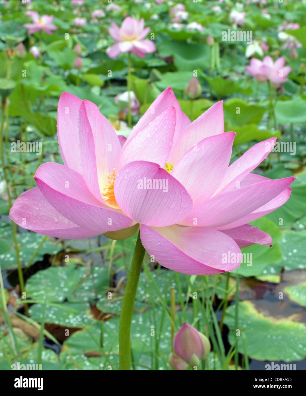 Loto con gocce d'acqua sui petali, nell'Estremo Oriente della Russia. Foto Stock