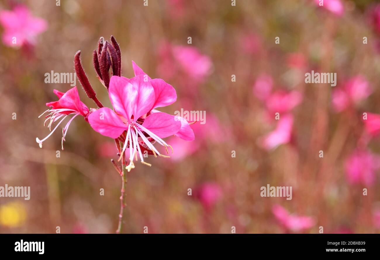 Farfalle rosa Foto Stock