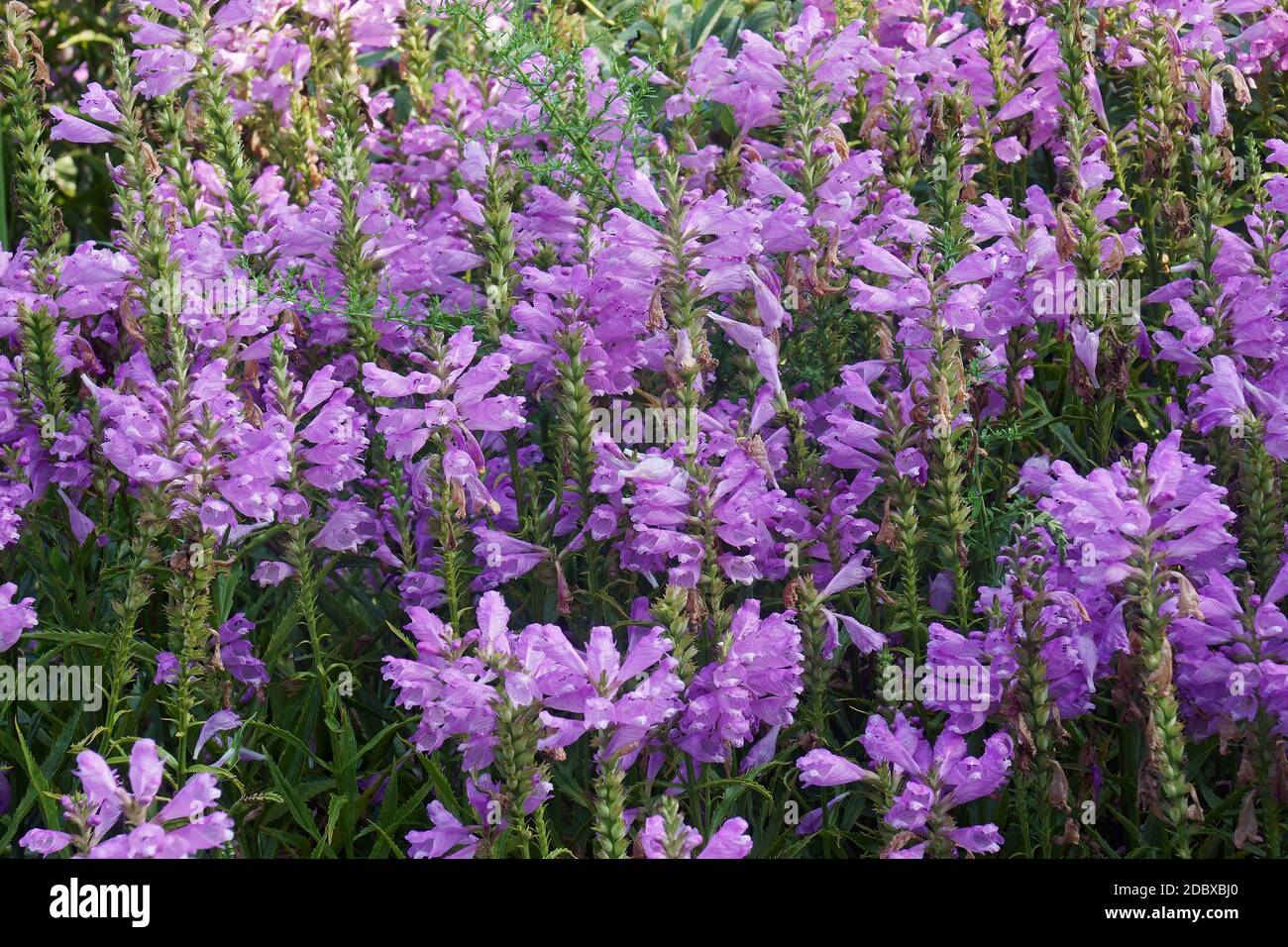 Pianta obbediente (Physostegia virginiana). Chiamata obbedienza e Falso Dragonhead anche. Foto Stock