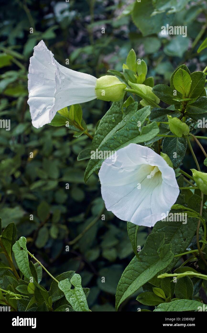 Hedge centinodia (Calystegia sepium). Noto come grandi centinodia, Rutland bellezza celeste, trombe e Bellbind anche. Foto Stock