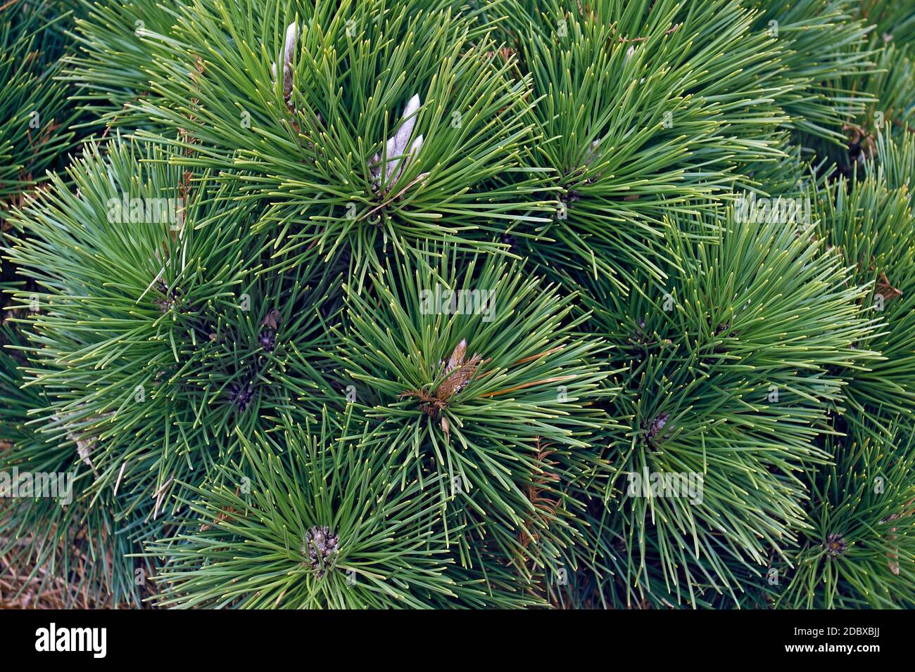 Thunderhead Japanese black pine (Pinus thunbergii 'Thunderhead') Foto Stock