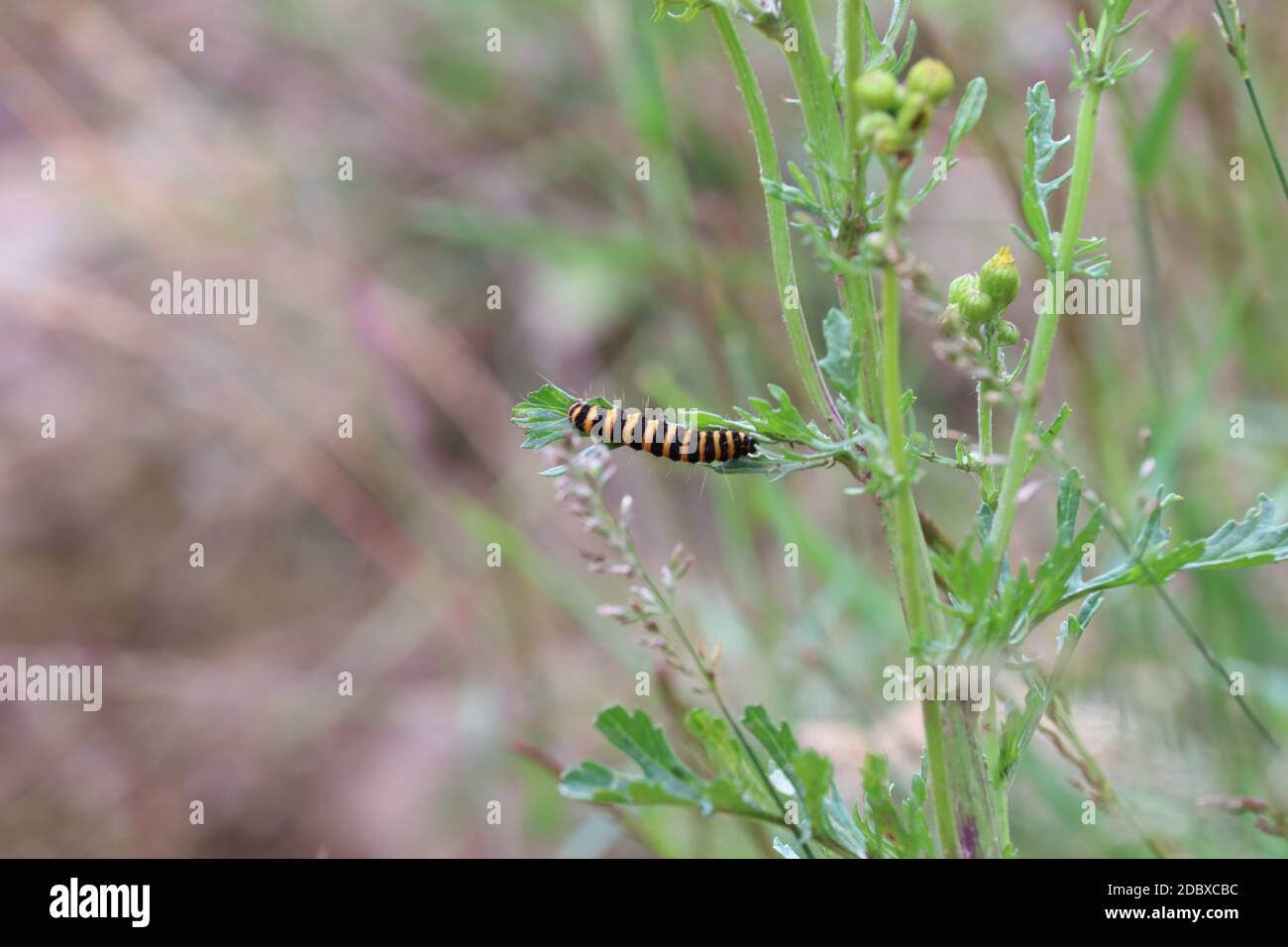 nero un giallo ricurlato caterpillar Foto Stock