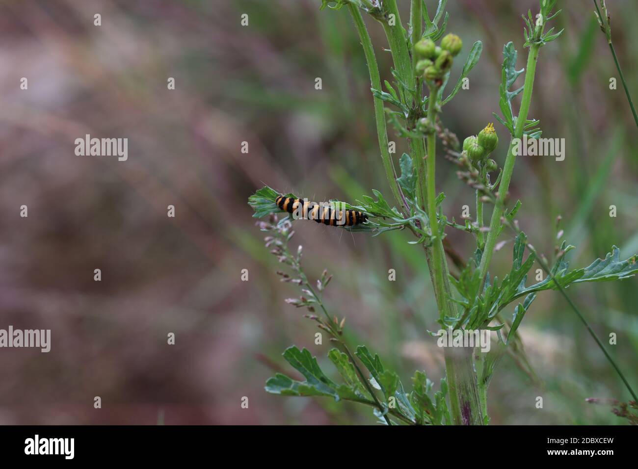 nero un giallo ricurlato caterpillar Foto Stock