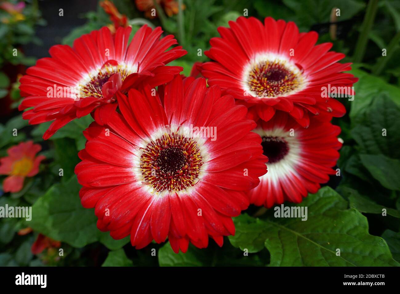 Gerbera rossa Foto Stock