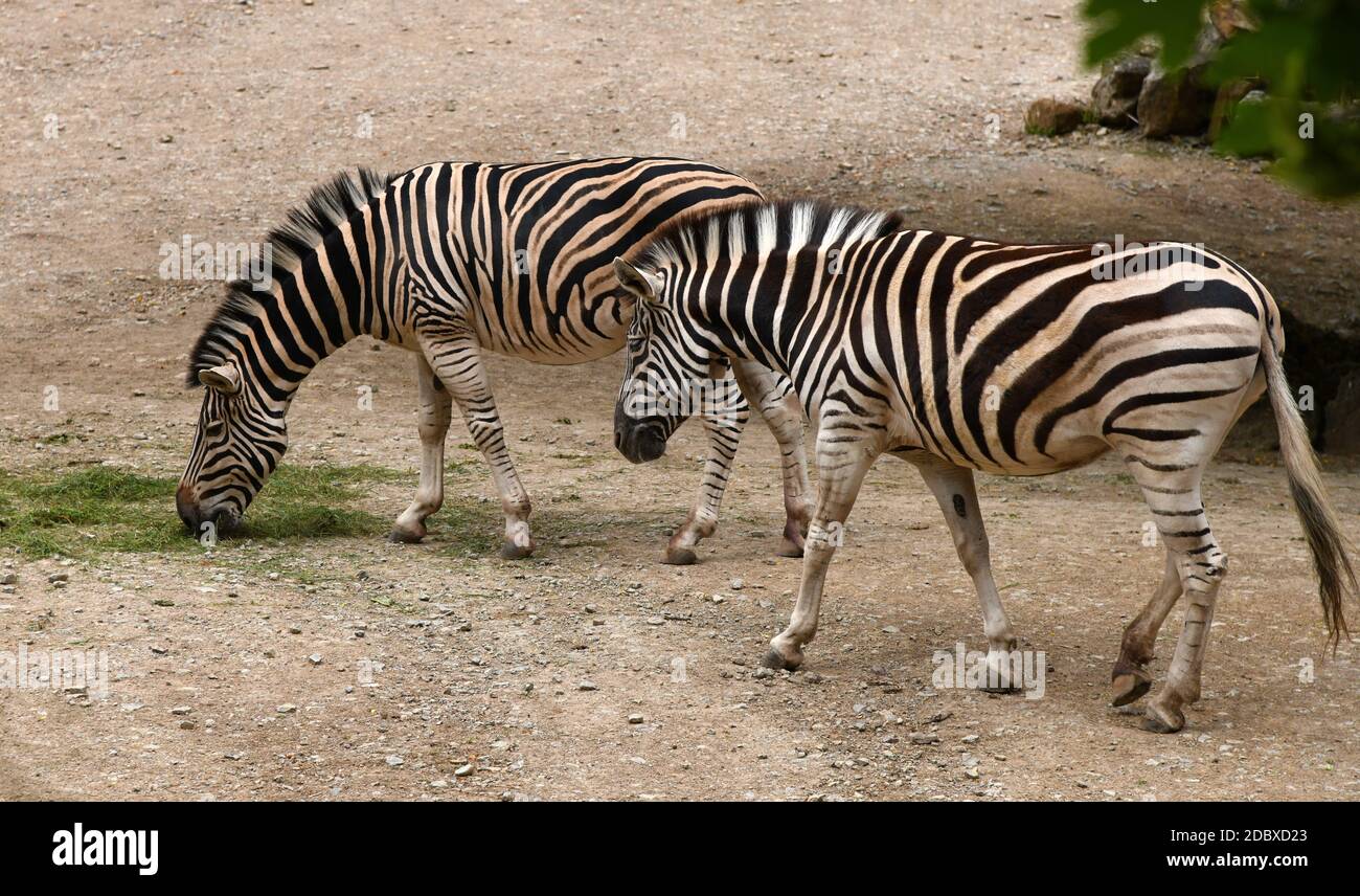Due zebre mangiano erba Foto Stock