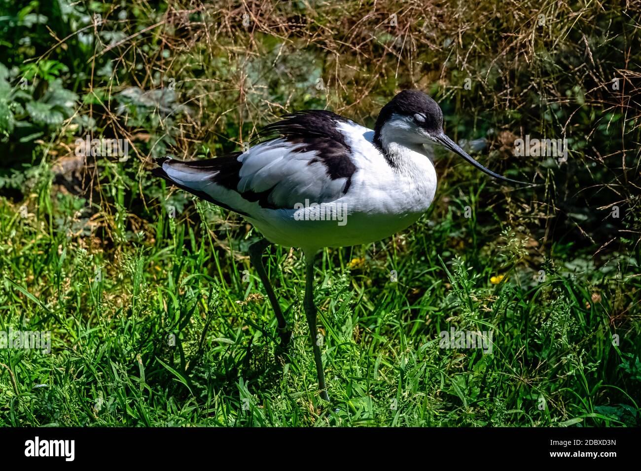 Avocet pied (Recurvirostra avosetta) - grande wader bianco e nero Foto Stock