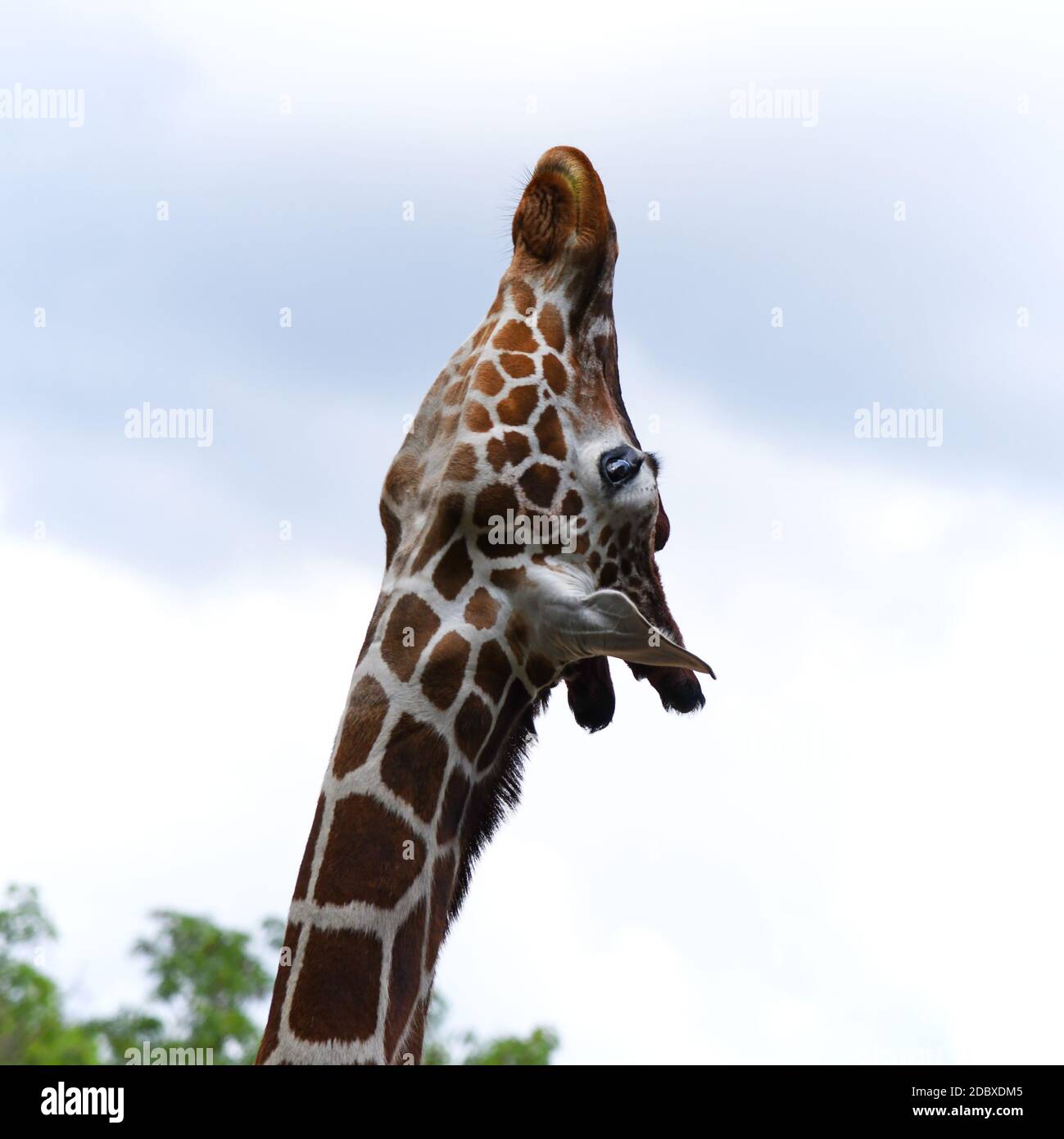 elegante giraffa nello zoo Foto Stock