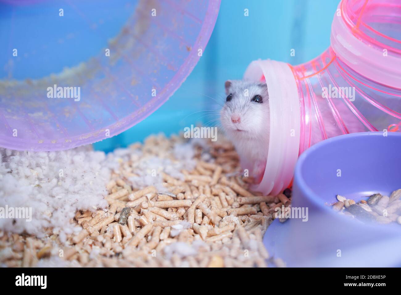 Un criceto Dzungariano bianco in una gabbia multicolore con tubi, una ruota, una ciotola di cibo, riempitivo e cotone si siede nel tubo e sembra curioso Foto Stock