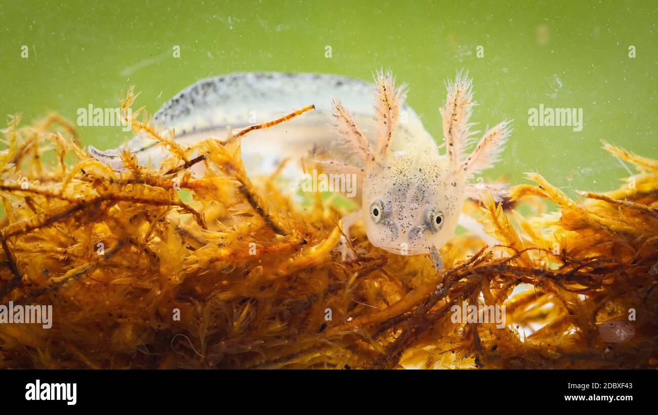 Danubio crestato newt, triturus dobrogicus, nuoto in palude da vicino. Larva anfibia trasparente guardando alla fotocamera su kelp. Animale acquatico f Foto Stock