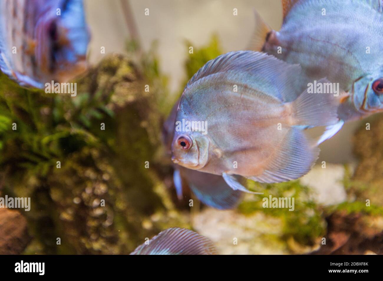 Acquario marino pesci tropicali, colori vivaci, mondo sottomarino Foto  stock - Alamy