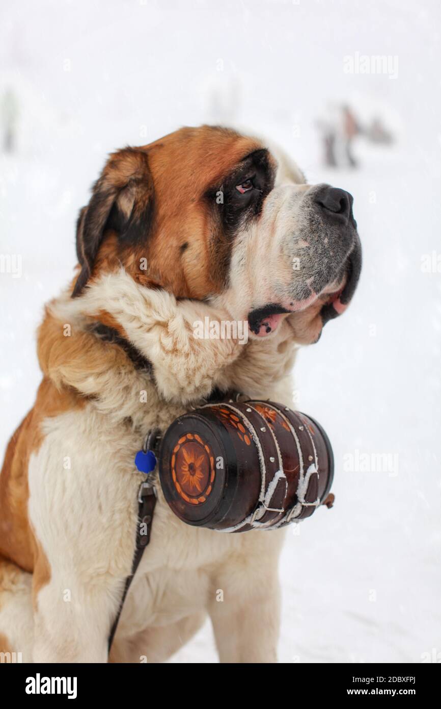 Close up di Saint Bernard Dog con la mitica canna in sfondo innevato. Foto Stock