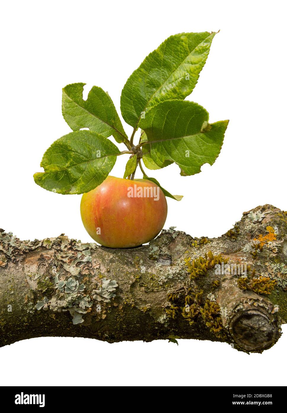 mela matura su un ramo di albero isolato su sfondo bianco Foto Stock