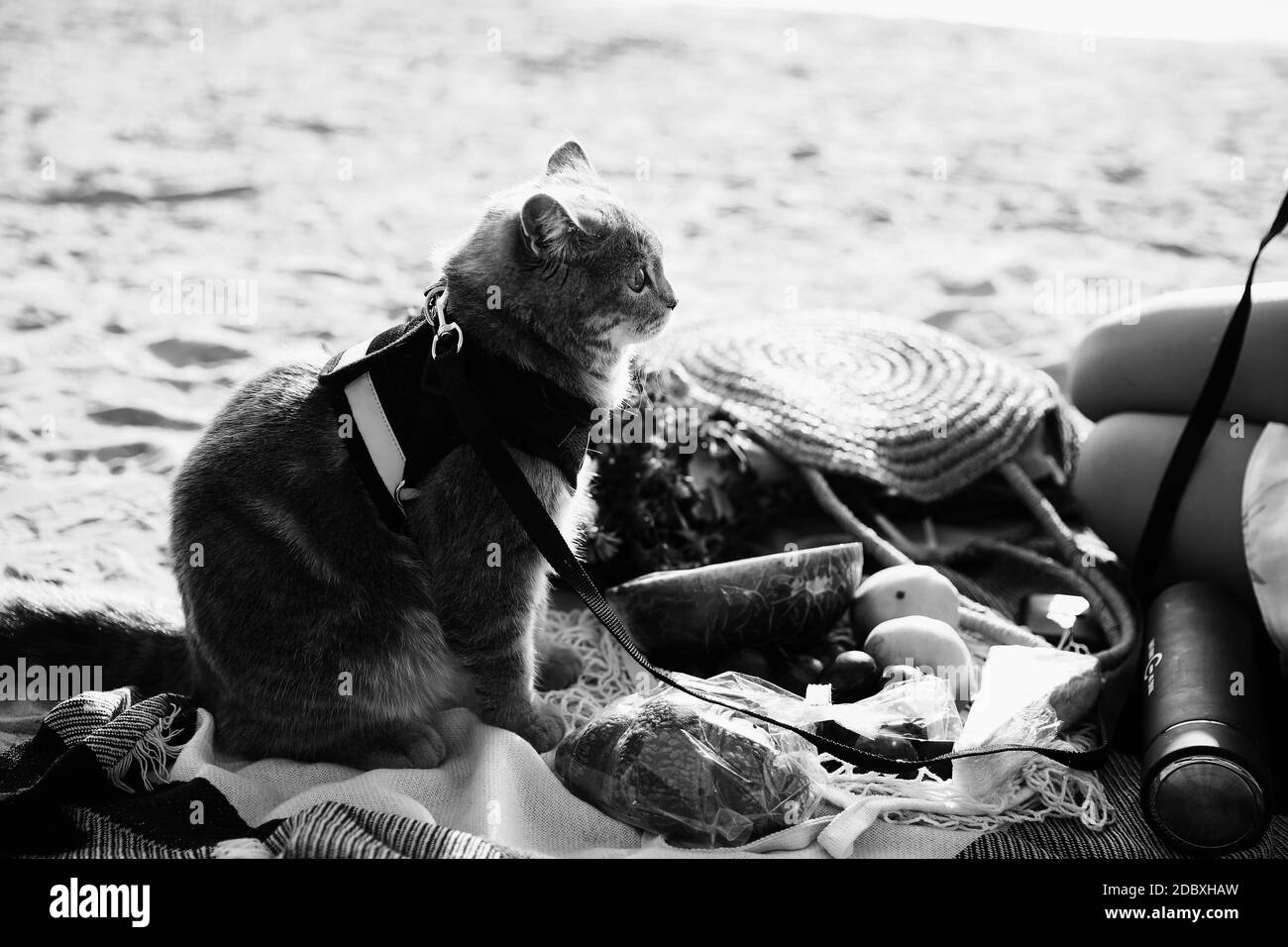 Questa foto d'inventario mostra un gatto scozzese grigio dritto con un guinzaglio sulla spiaggia in una giornata di sole Foto Stock