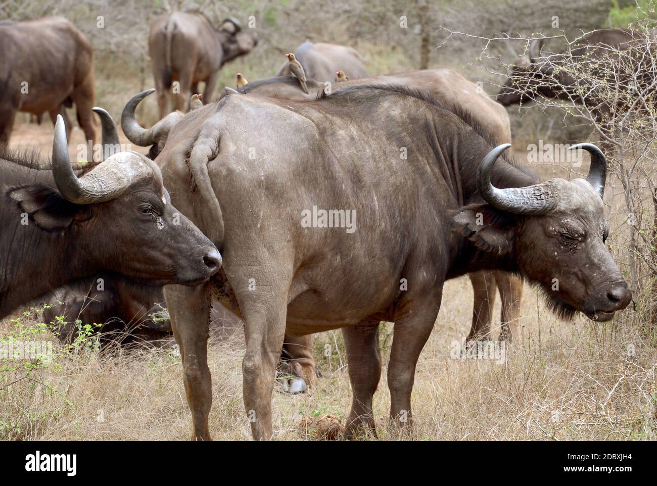 Mandria di Cape Buffalo nel Parco Nazionale di Kruger Foto Stock