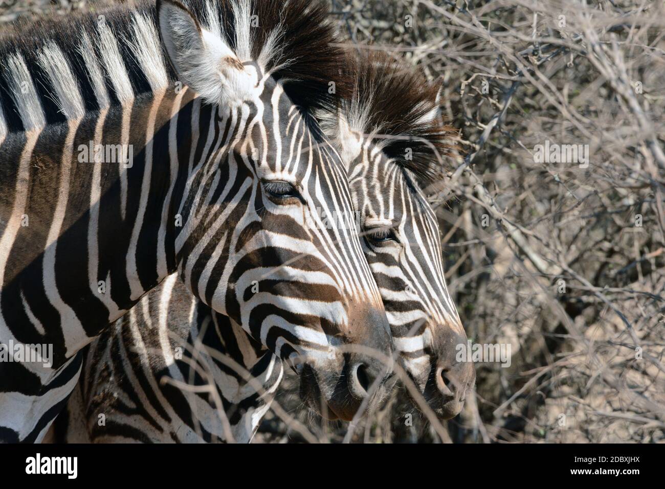 Dettaglio delle zebre nel Parco Nazionale Kruger in Sud Africa Foto Stock