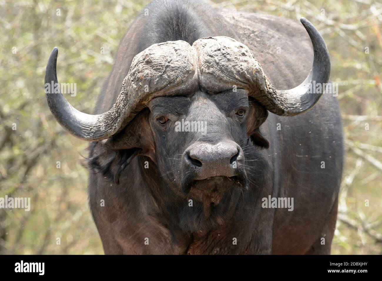 Capo bufalo nel Parco Nazionale Kruger Foto Stock