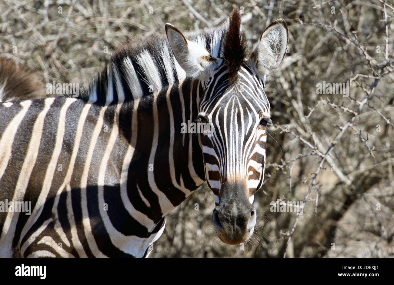 Dettaglio delle zebre nel Parco Nazionale Kruger in Sud Africa Foto Stock