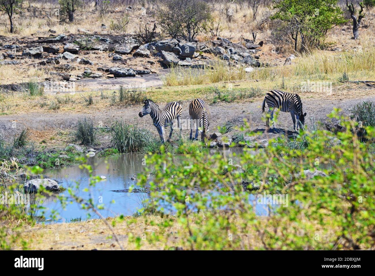 Zebre che bevono presso il waterhole del Parco Nazionale Kruger Foto Stock