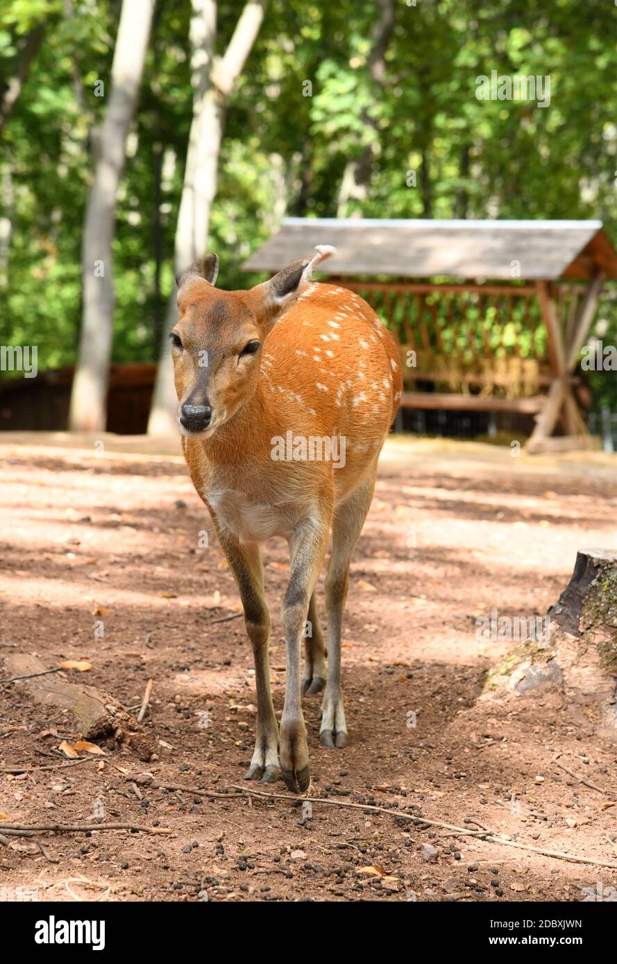 Un cervo nel parco Foto Stock