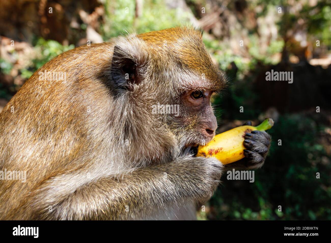 Dettagli sulla testa della lunga coda Macaque monkey (Macaca fascicularis) mangiando una banana da turista. Khao Sok, Thailandia Foto Stock