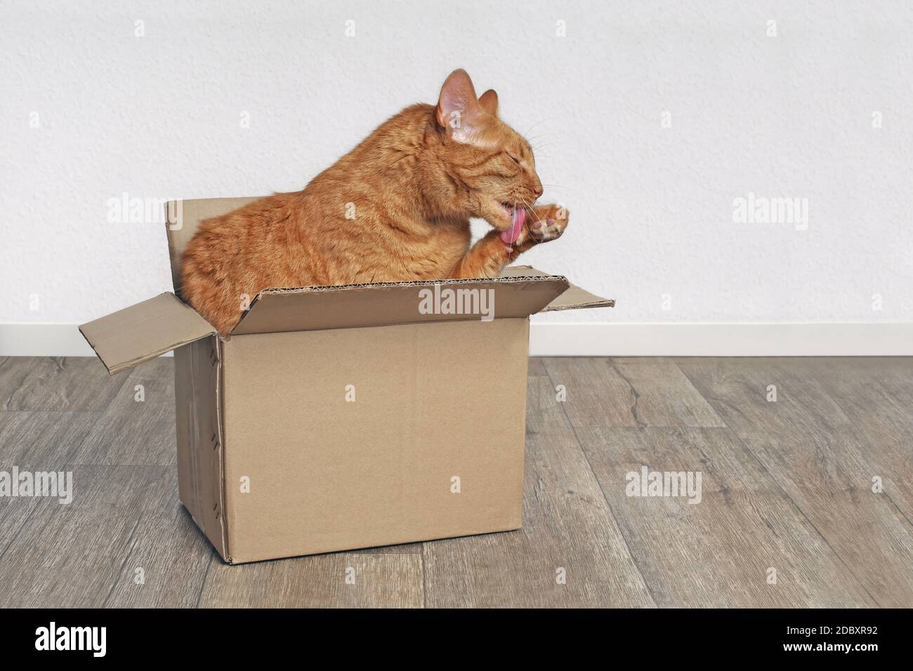 Gatto zenzero seduto in una scatola di cartone e si lava. Foto Stock