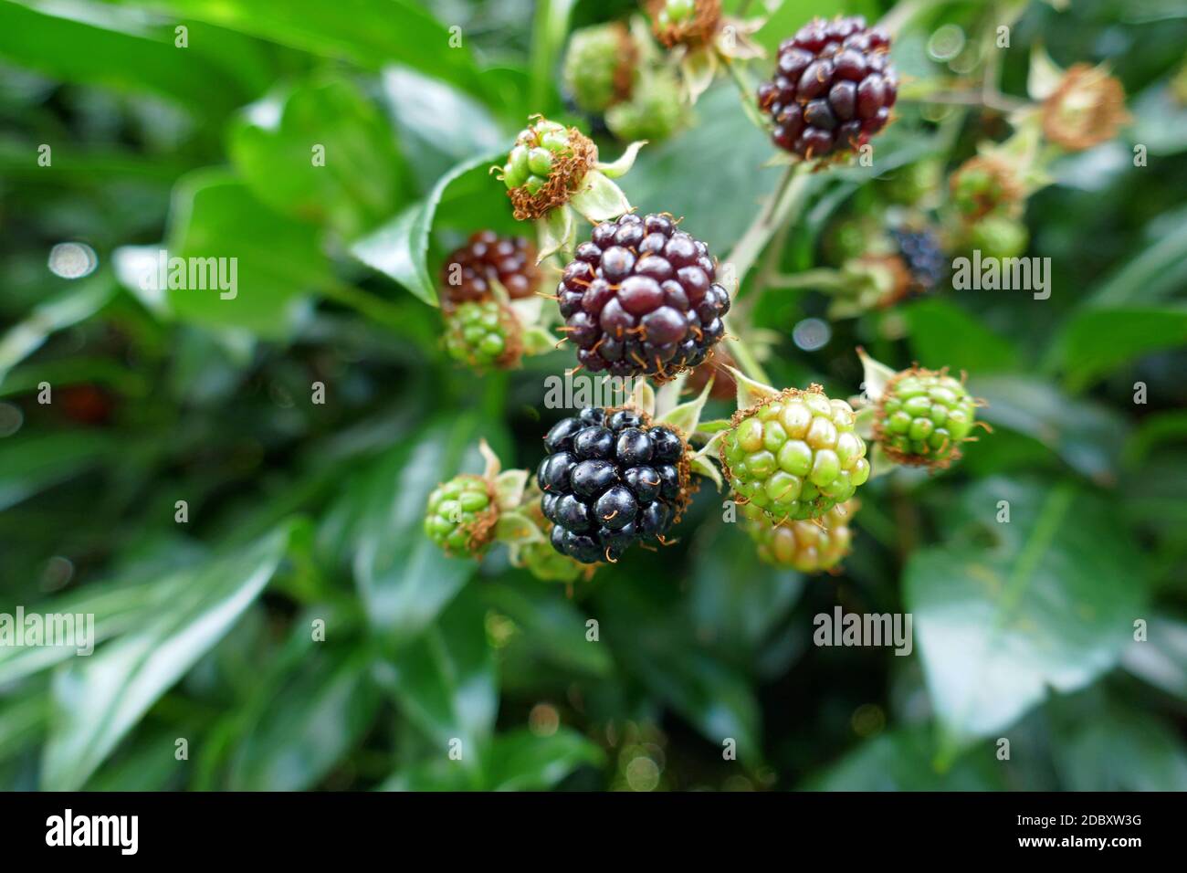 BlackBerry Foto Stock