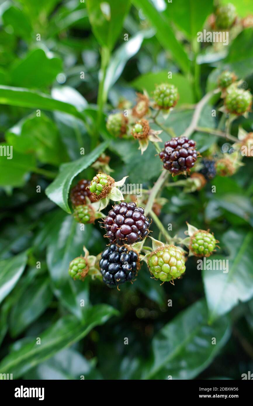 BlackBerry Foto Stock