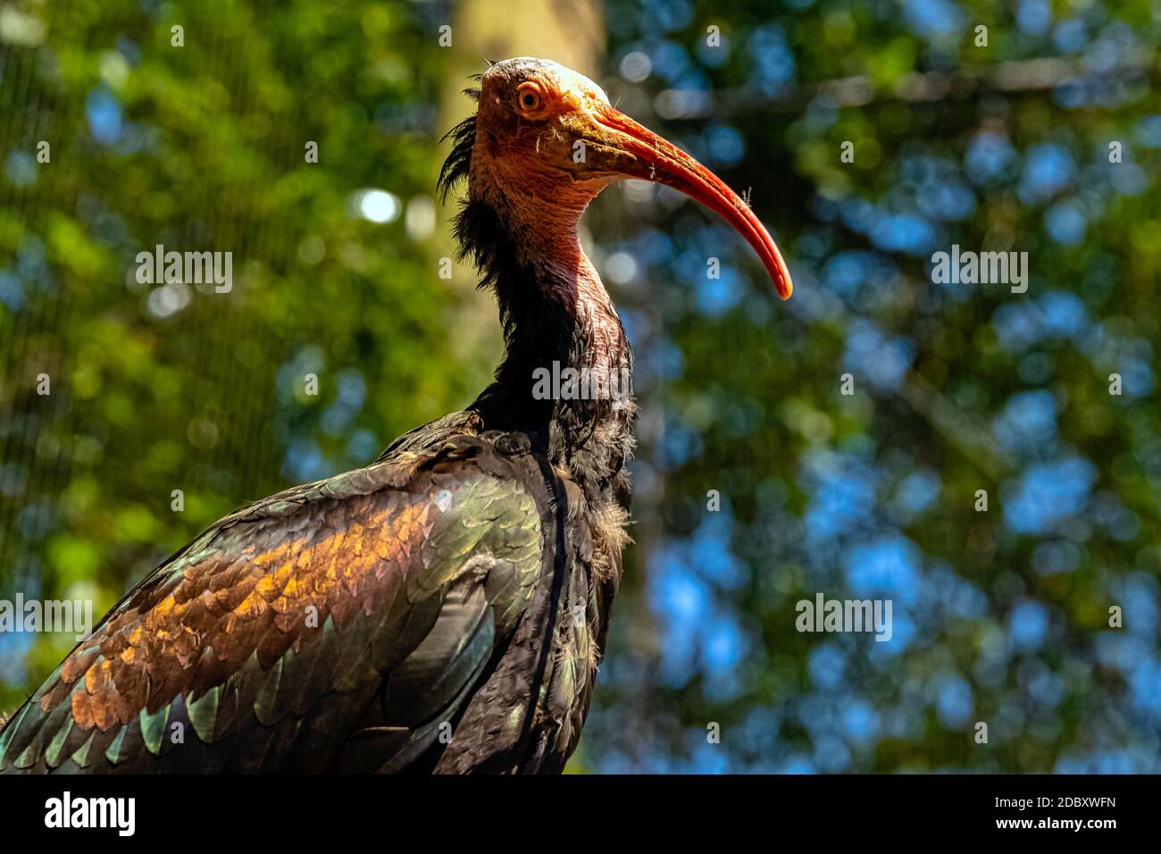 Geronticus eremita conosciuto come Waldrapp, Hermit o Northern Bald ibis Foto Stock