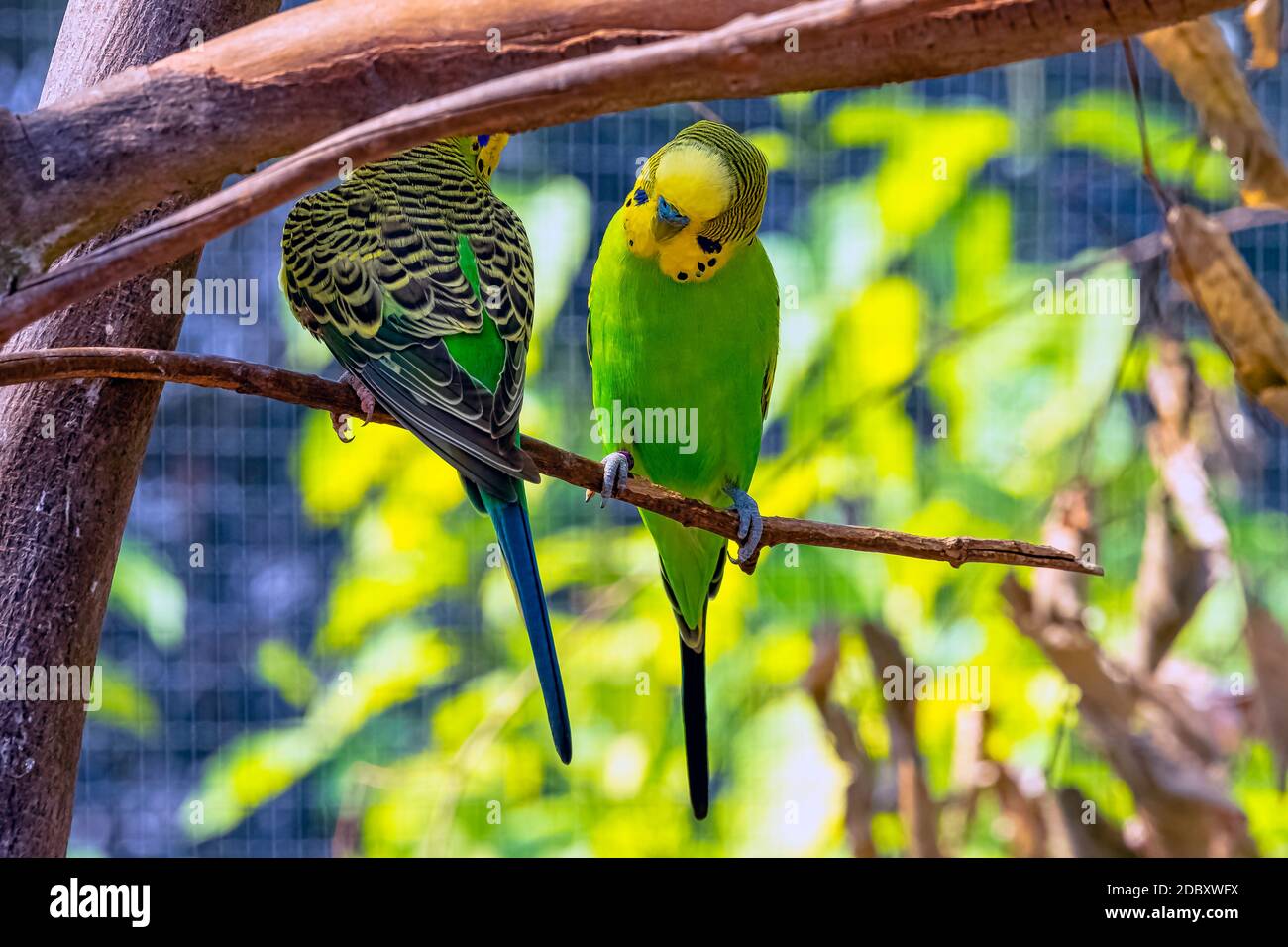 Melopsittacus undulatus conosciuto come budgerigar, budgie o parakeet Foto Stock