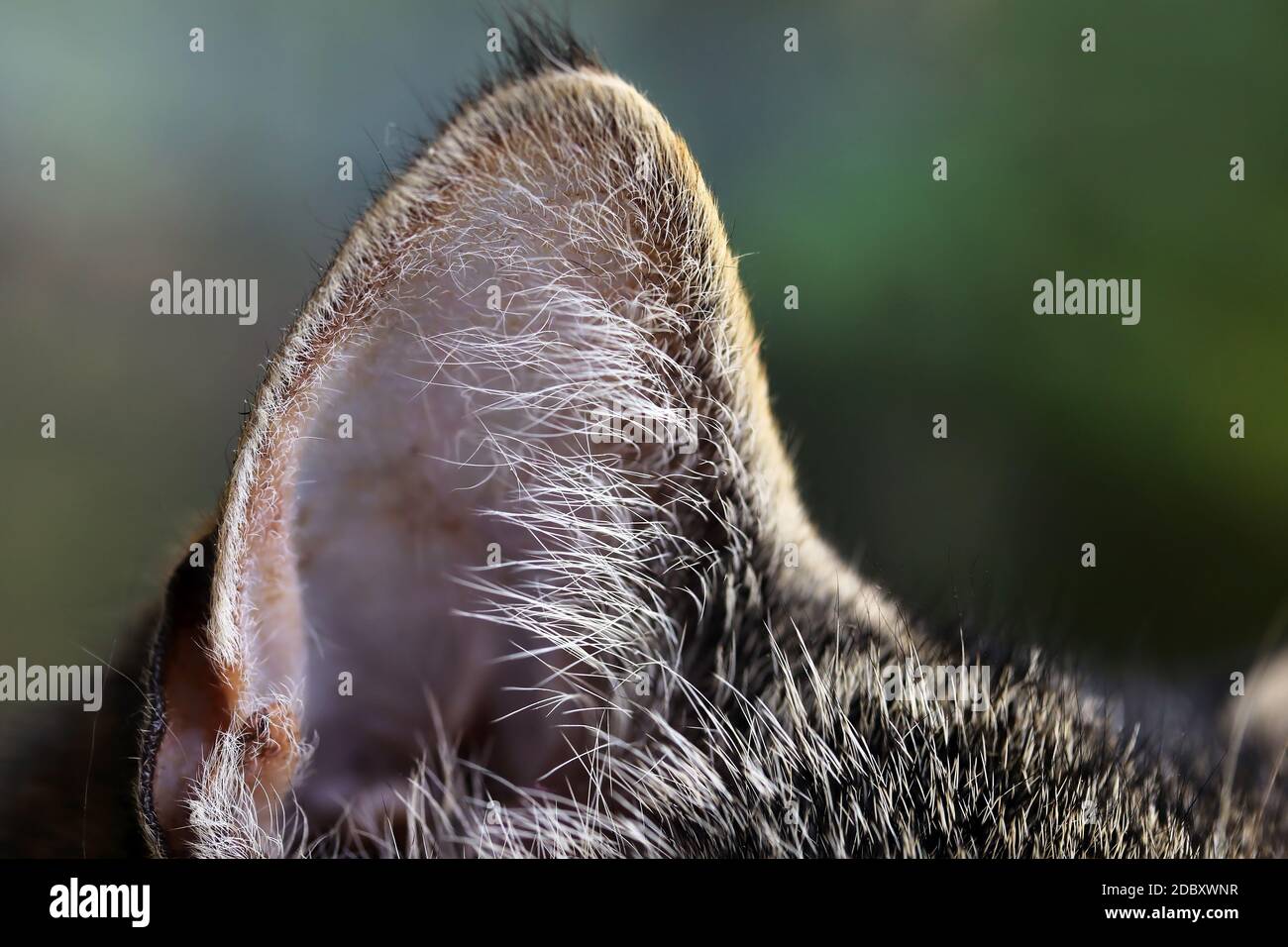 Primo piano di un orecchio di un gatto marrone-nero Foto Stock