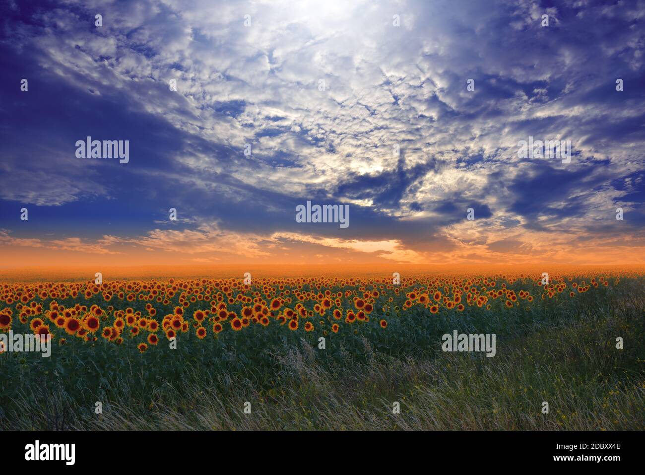 Campo di girasole a Sunset.Landscape da un girasole farm.Agricultural landscape.Sunflowers campo landscape.Orange natura background.campo di girasoli fioriti su sfondo Sunset.Greeting card argiculture concept.Art Photography.Artistic Wallpaper. Foto Stock