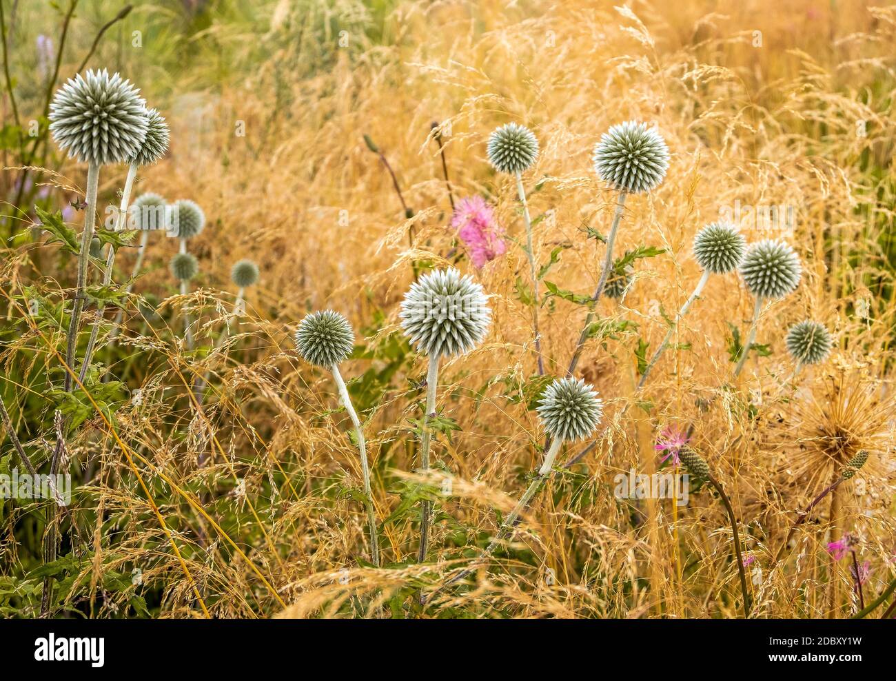 Primo piano di Echinops pianta medicinale prato. Natura, medicina di erbe, concetto di ambiente. Orientamento orizzontale, messa a fuoco selettiva e morbida. Foto Stock