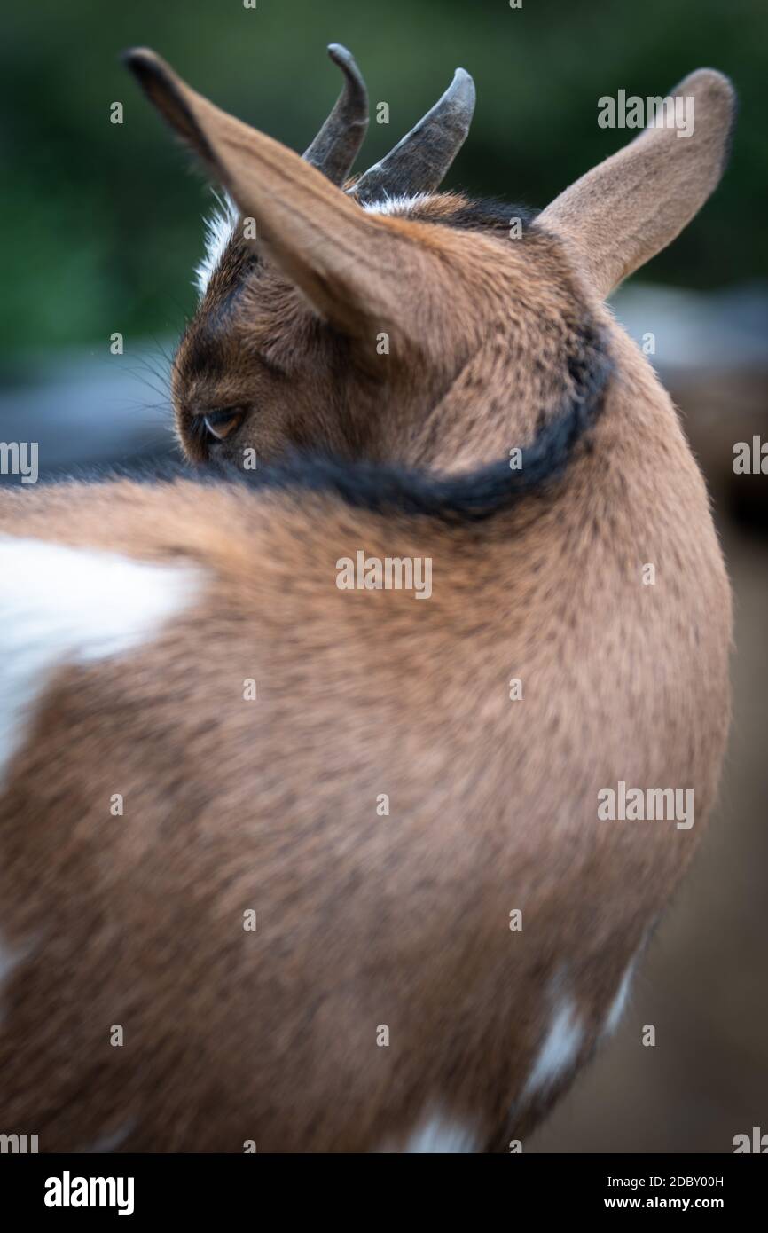 affascinante ritratto di una capra nana Foto Stock