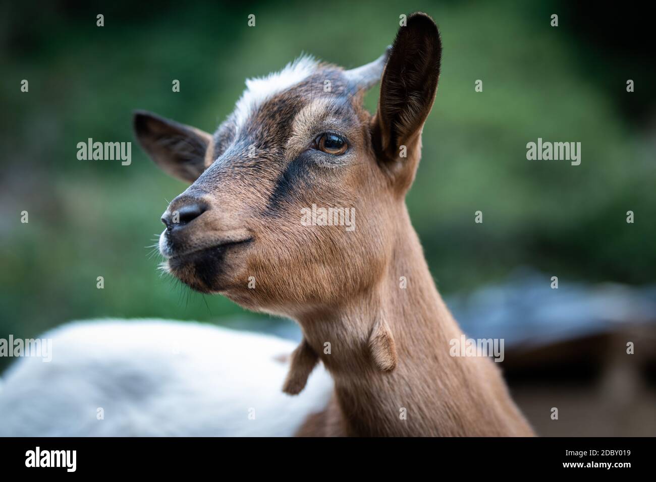 affascinante ritratto di una capra nana Foto Stock