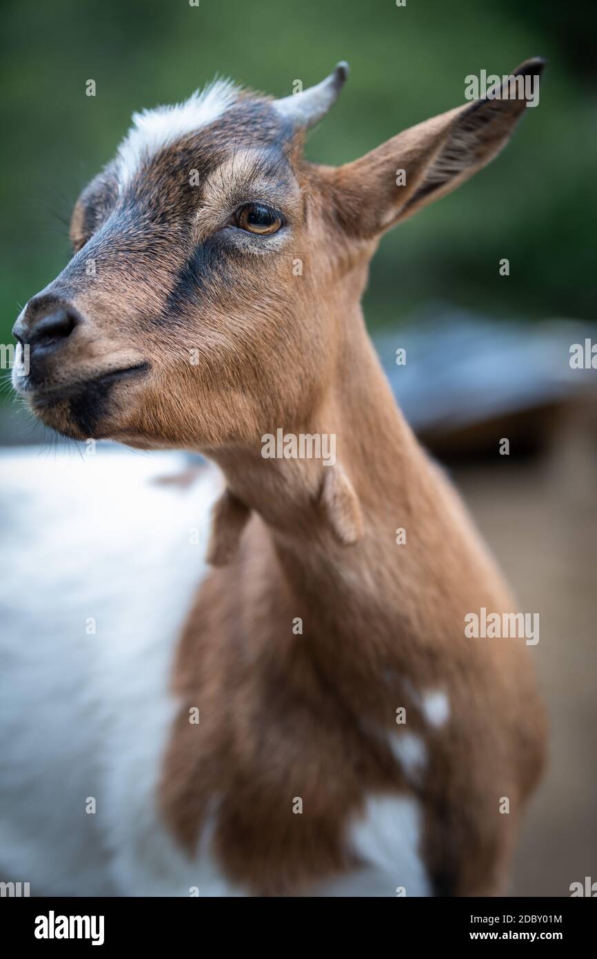 affascinante ritratto di una capra nana Foto Stock
