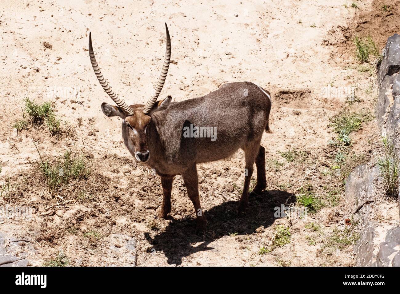 Waterbuck nel Parco Nazionale Kruger in Sud Africa Foto Stock