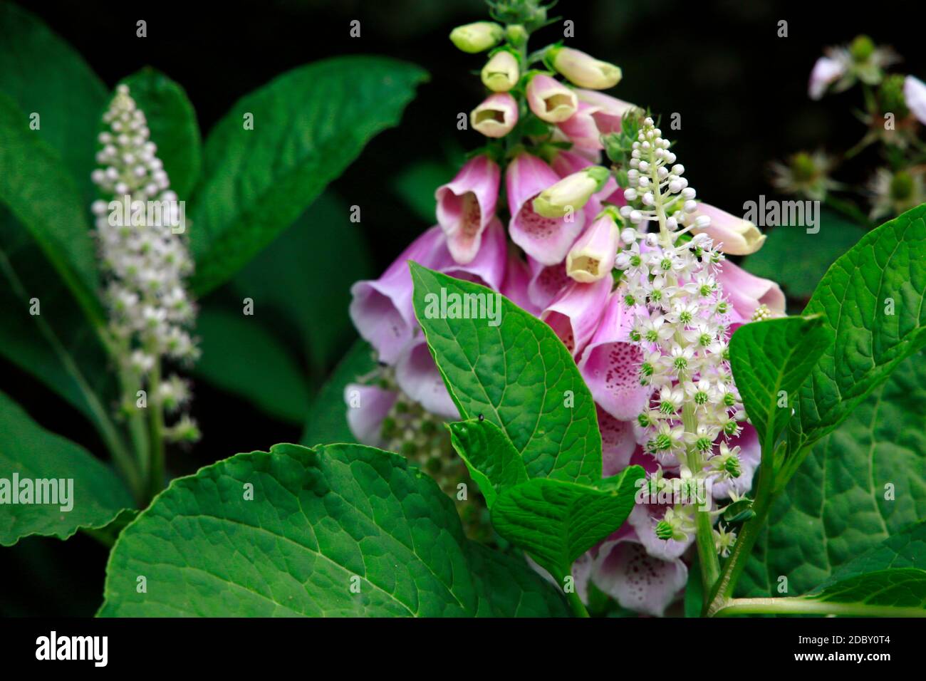 Blütenstand der Indische Kermesbeere (Phytolacca acinosa) , dahinter Roter Fingerhut (Digitalis purpurea) - blühende Pflanze Foto Stock