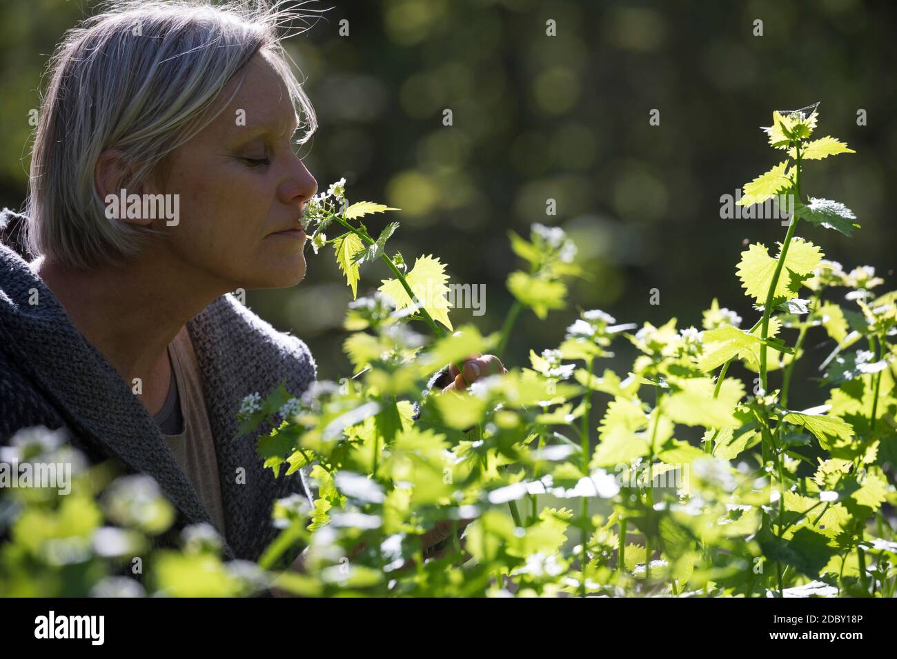 Knoblauchsrauke-Ernte, Kräuterernte, Frau in einem Bestand von Knoblauchsrauke in einem Wald, Kräuter sammeln, Knoblauchsrauke, Gewöhnliche Knoblauchs Foto Stock