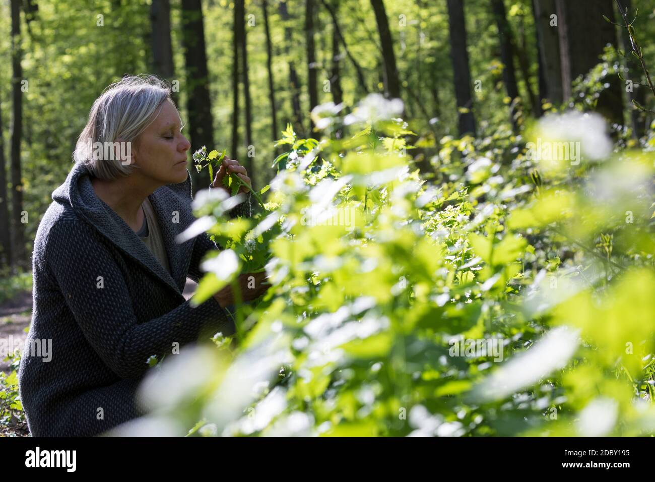 Knoblauchsrauke-Ernte, Kräuterernte, Frau in einem Bestand von Knoblauchsrauke in einem Wald, Kräuter sammeln, Knoblauchsrauke, Gewöhnliche Knoblauchs Foto Stock
