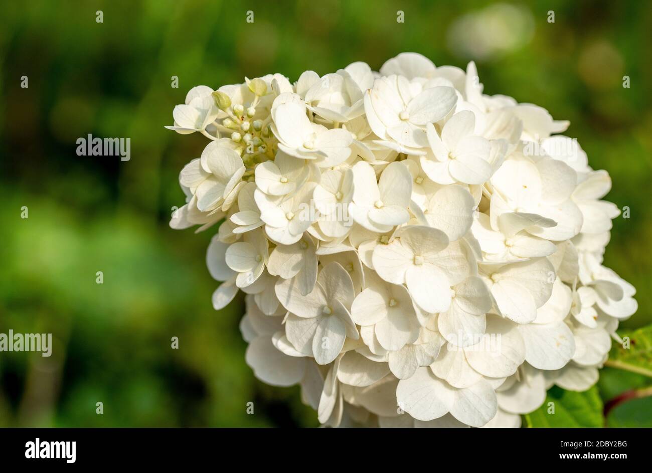 Idrangea del panicolo Foto Stock