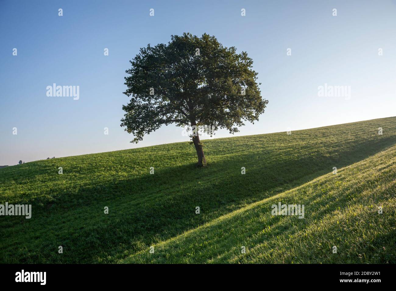 Geografia / viaggio, Germania, Baviera, Aidling, Oak, Aidling, alta Baviera, Germania meridionale, diritti aggiuntivi-clearance-Info-non-disponibile Foto Stock