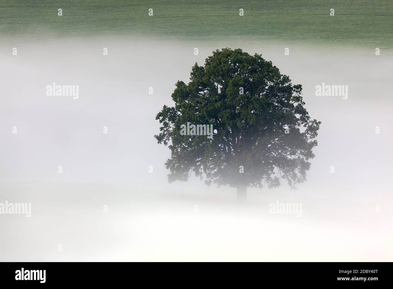 Geografia / viaggio, Germania, Baviera, quercia nella nebbia del mattino presto, Riegsee, alta Baviera, Sud G, diritti aggiuntivi-clearance-Info-non-disponibile Foto Stock